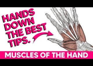 Hand Muscles Anatomy Tips Tricks And Mnemonics
