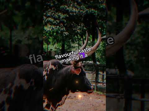 Ankole Watusi Cattle Beyond The Impressive Horns