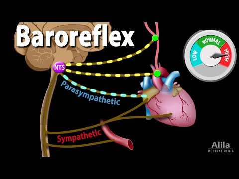 Baroreflex Regulation Of Blood Pressure Animation