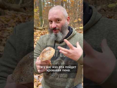 This Mushroom Will Kill You Beautifully The Lesser Parasol Lepiota Brunneoincarnata This Mushroom Will Kill You Beautifully The Lesser Parasol Lepiota Brunneoincarnata