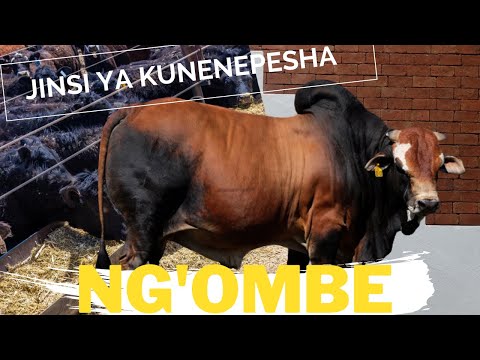 JINSI YA UNENEPESHAJI NG OMBE WA NYAMA KWA SIKU 90 TU