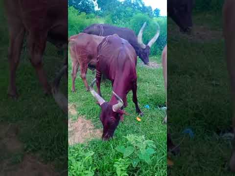 LUBHIZA KASEMBE 0786556827 Lubhiza Studio Msambazaji 2026