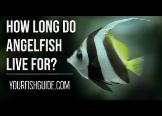  Your Angelfish Might Not Life As Long As You Think Their Lifespan More