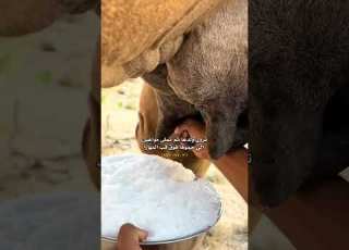 تروي ولدها وثم تملي المواعين