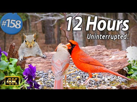Cat TV 12 Hours Of Birds Squirrels Uninterrupted TV For Cats No Ads Interrupting 4K