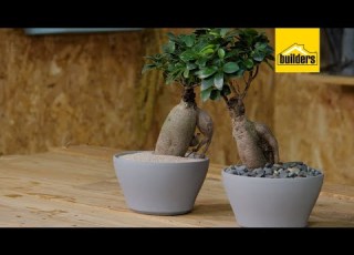  Taking Care Of A Ginseng Ficus