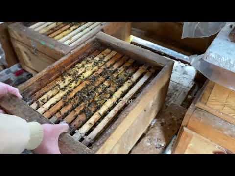 متى نستخدم خلية بملكتين