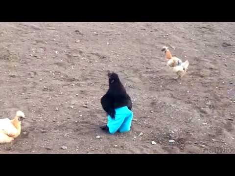 ＧＡＬＯ ＤＥ ＫＡＬＳＡ REMASTERIZADO 1080p Teclado Lindinho 2009