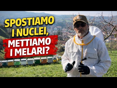SPOSTIAMO I NUCLEI METTIAMO I MELARI APICOLTURA 2026