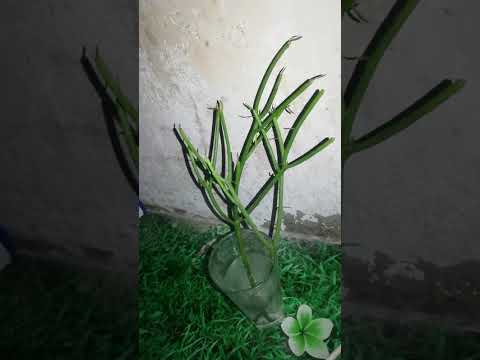 MAJABU YA MTI WA MNYAA KINGA KUBWA SANA