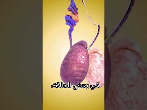 ماذا يحدث في حال ضرب الخصيتين