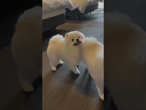 Do You Like American Or British Style Pomeranian Pomeranian Baby Silly Puppy Cute Dog