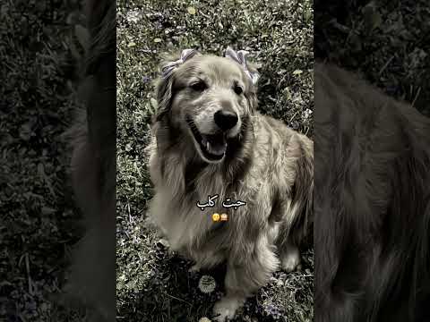 حبت ثور حبت جلب