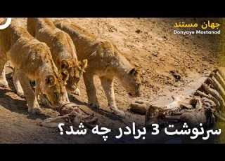 وقتی شیرهای جوان خانواده را ترک کردند چه اتفاقی افتاد مستند دوبله شده به زبان فارسی