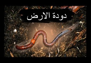وثائقي دودة الأرض ودورها في تحسين التربة