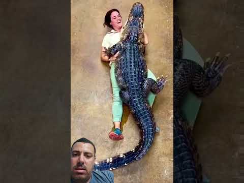 موسم تزاوج التمساح