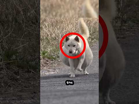 اعتقدوا ان الكلب كان حاملا لكنهم انصدموا عندما عرفوا السبب