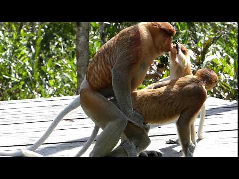 Proboscis Monkeys Mating Disrupted By A Juvenile Pulling The Male S Nose