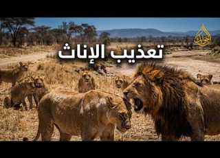  بونفو الأحمر قصة الطاغية الذي قتل الأشبال وعذب الإناث