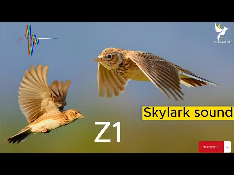 صوت المطوق صوت الزرعي للصيد Song Eurasian Skylark Allodola Sound