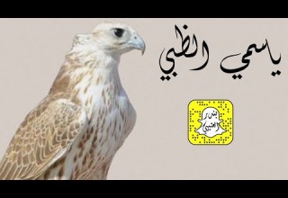 ياسمي الظبي اداء سعد محسن 2023 حصريا