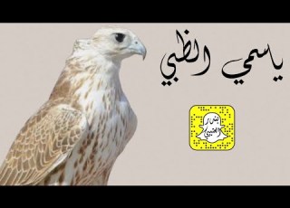 ياسمي الظبي اداء سعد محسن 2023 حصريا