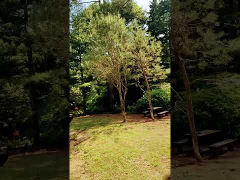 Ein Wunderschöner Botanischer Garten 2025