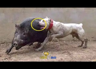 أفضل 10 كلاب مدربة ومطيعة حول العالم