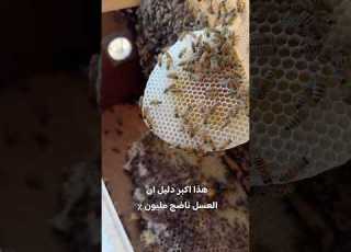 هذا اكبر دليل ان العسل ناضج مليون