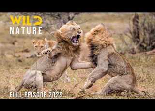  LION KING The Secrets Of The Rulers Animal Documentary