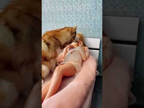 شوف كياته الكلب مع صاحبته الحامل Shorts زواج حب Baby Dog شوف كياته الكلب مع صاحبته الحامل Shorts زواج حب Baby Dog