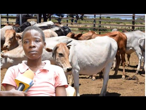 KISUKUMA WOMAN MARRIED TO 70 COWS AT 10 YEARS OLD AND KILLED HER HUSBAND