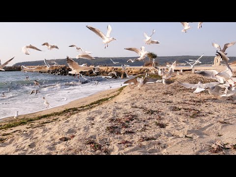 4K 1 Hour Sea Sounds Seagulls And Waves At Morning Beach