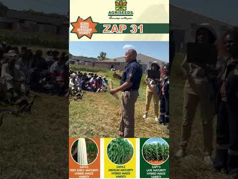 Rurebvu Rwechibage Maize Silk