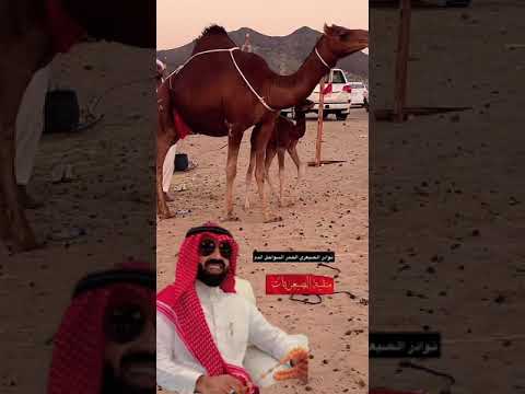 نوادر الابل الحمر السواحل نوادر خالد الصيعري