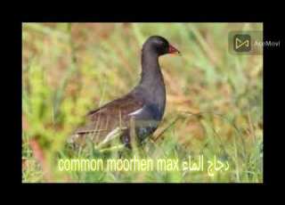  Common Moorhen صوت دجاج الماء