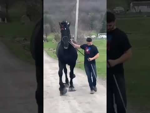 Karayel Osman Bey Horse Shorts Osmanbey Ottoman Ertugrul Horselover Trendingshorts