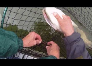 Muskie Fishing Young S Wilderness Camp Sept 2013