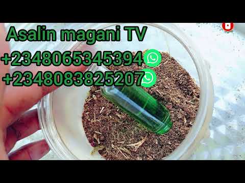 Babban Sirri Maganin Qibugu Da Farin Jini Samun Manyan Kudade