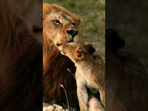 عندما يلاعب الأسد واللبؤة اشبالهم في مشهد جميل