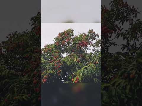 Litchi Sweet Litchi Litchee Harvesting Famous Litchi Muzaffarpur Lichi Mehsi Harvesting Litchi