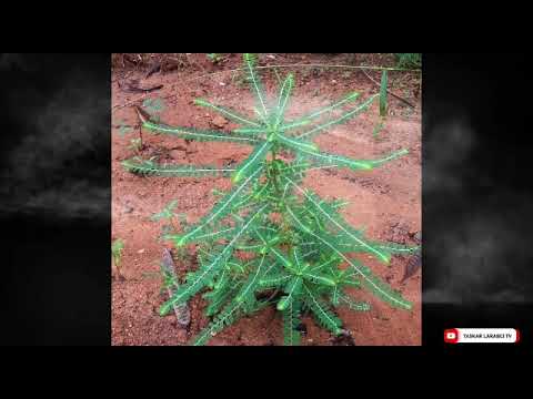 ASIRIN MAGANIN BINDIGA