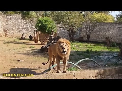 جولة كاملة في حديقة الحيوانات البلفدير تونس العاصمة و زئير الأسد يسرق الأضواء