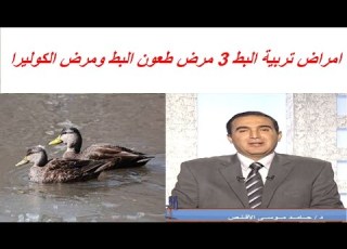  امراض تربية البط 3 مرض طعون البط ومرض الكوليرا