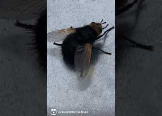 Tachina Grossa Yellow Faced Fly Stunning To Look At But It Lays Eggs In A Host Causing Its Death