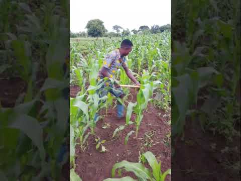 Shule Yang Ombe 0694974814