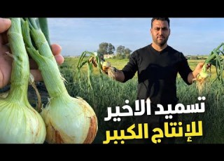  التسميد الأخير للبصل لرفع الإنتاج إلى 60 طن هكتار وأفضل طرق مكافحة الأمراض