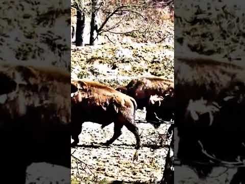 Bisons Und Wapiti