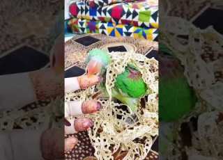 شيرو الببغاء الصغير المشاغب