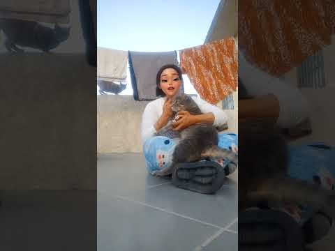 Poor Thing He Ran Away And Left Me Cats Cat Explore Pyf Catlovers Shortvideo Short